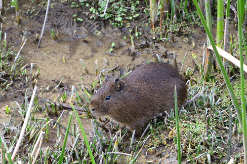 Montane Guinea Pig