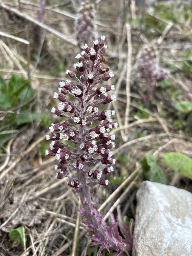 Common Butterbur