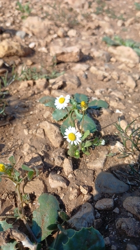 Annual Daisy