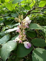 Canavalia septentrionalis