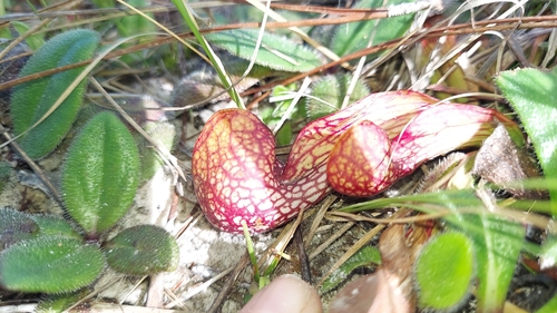 Parrot Pitcherplant (Sarracenia psittacina)