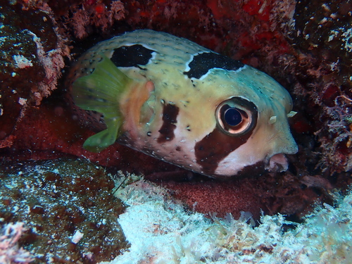 Diodon liturosus
