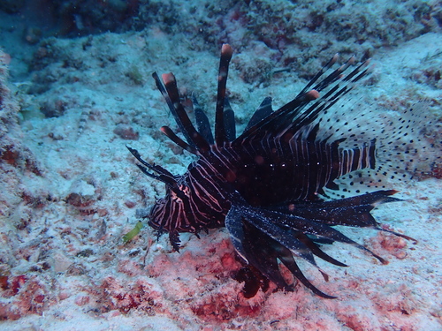 Pterois miles