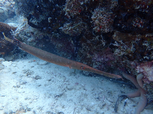 Aulostomus chinensis