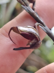 Scaphosepalum antenniferum, photograph (c) Daniel Mesa, some rights reserved (CC BY)