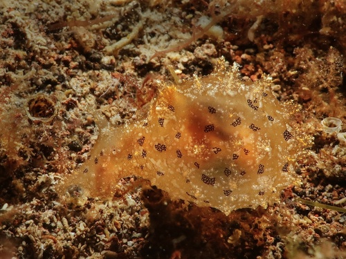 Notarchus indicus