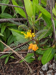 Chamaecrista deeringiana