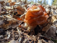 Gyromitra fastigiata