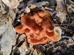 Gyromitra fastigiata