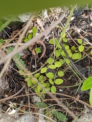 Acalypha chamaedrifolia