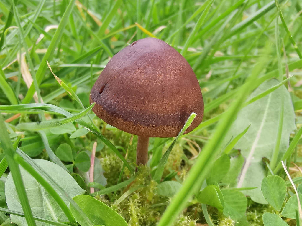 Panaeolus · April 2026 · photo: © durhambirder (iNaturalist, cc0)