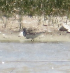 Thinocorus rumicivorus