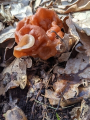 Gyromitra fastigiata