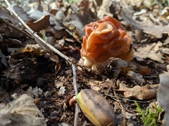 Gyromitra fastigiata
