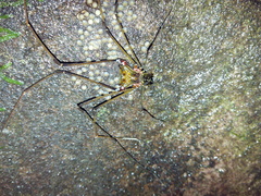 Serracutisoma fritzmuelleri