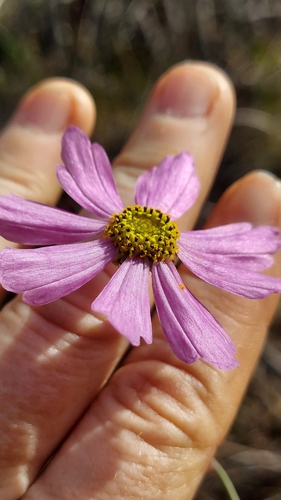 Georgia Tickseed (Coreopsis nudata)