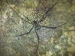 Serracutisoma fritzmuelleri
