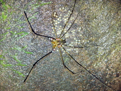 Serracutisoma fritzmuelleri