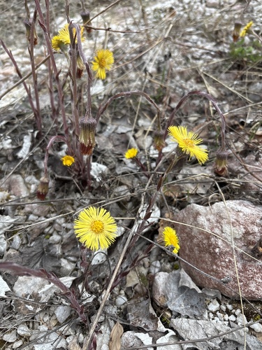 colt's-foot
