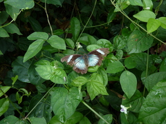 Euphaedra