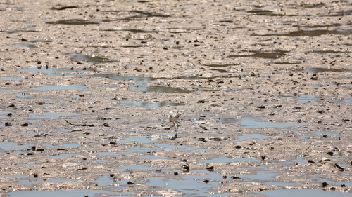 iNaturalist image