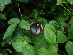 Euphaedra