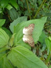 Eagris denuba denuba