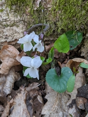 Viola alba