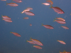 Caesioscorpis theagenes