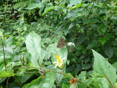 Anthene larydas
