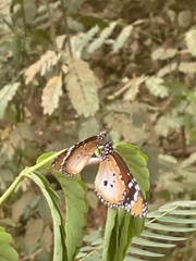 Danaus chrysippus