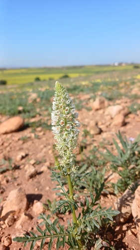 white mignonette
