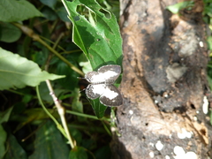 Tuxentius carana kontu