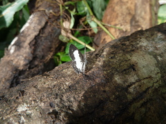 Tuxentius carana kontu