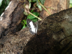 Tuxentius carana kontu