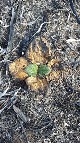 Rayless Sunflower (Helianthus radula)