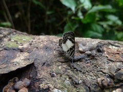 Tuxentius carana kontu
