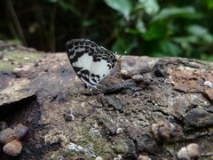 Tuxentius carana kontu