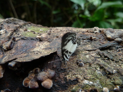 Tuxentius carana kontu