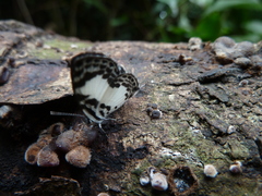 Tuxentius carana kontu