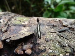 Tuxentius carana kontu