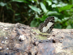 Tuxentius carana kontu
