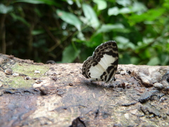 Tuxentius carana kontu