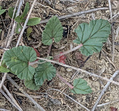 Texas stork's bill (Erodium texanum)