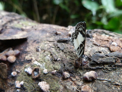 Tuxentius carana kontu