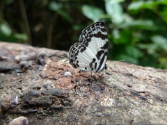 Tuxentius carana kontu