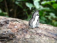Tuxentius carana kontu