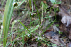 Arthropodium candidum