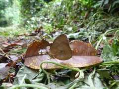 Euriphene