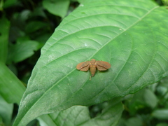 Auchenorrhyncha